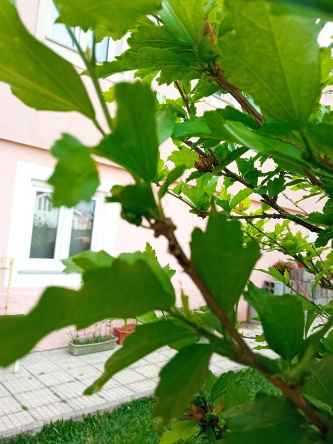 Azevinho Guest House Seia Zewnętrze zdjęcie